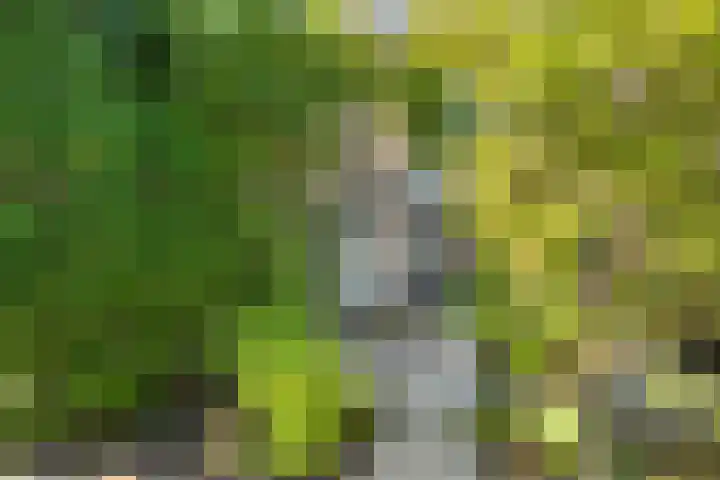 Haeckmate 46 Zwolle thumbnail 4