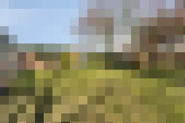 Haelerweg 4 Horn thumbnail 44