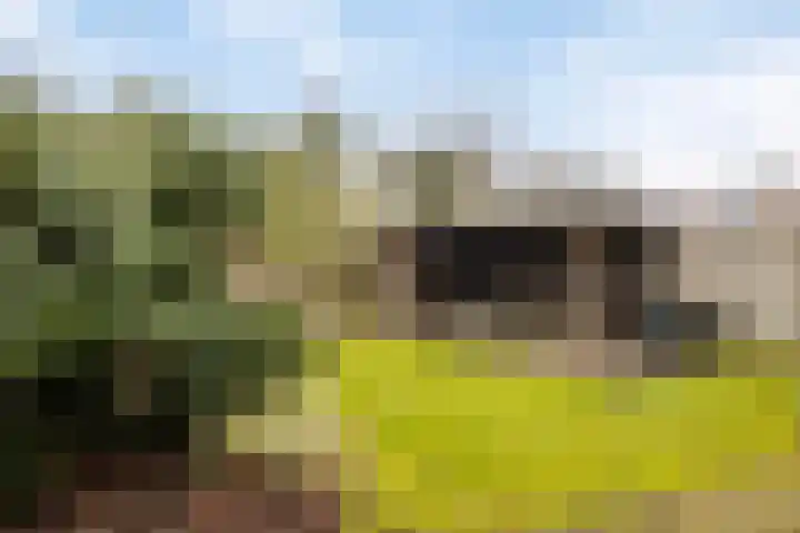 Haenenveld 22 Teteringen thumbnail 46