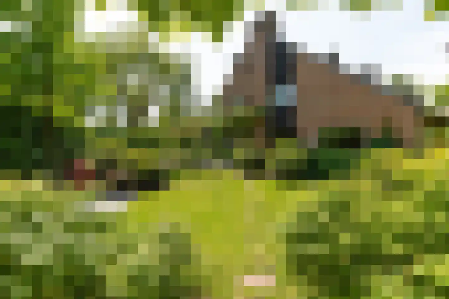 Haenwijck 2 Laren