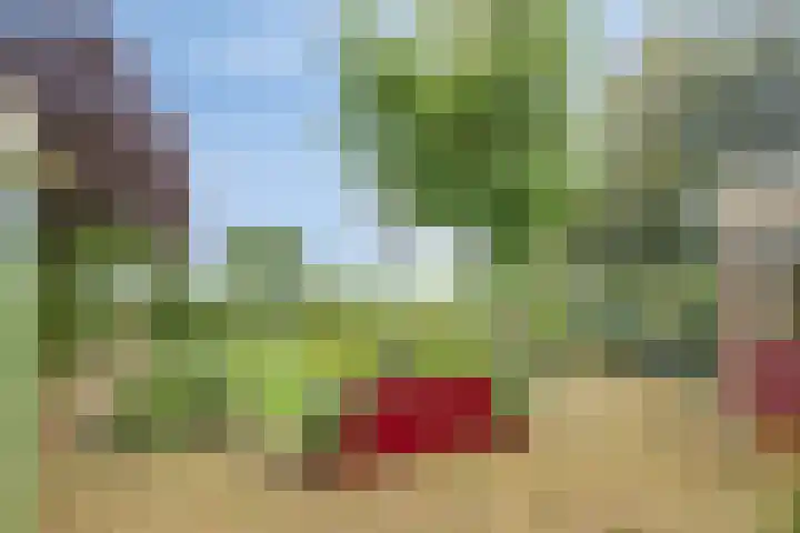 Hage Weer 39 Broek in Waterland thumbnail 40