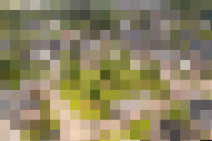 Hagebeam 5 Sweagerbosk thumbnail 11