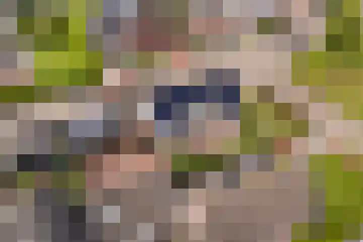 Hagebeam 5 Sweagerbosk thumbnail 13