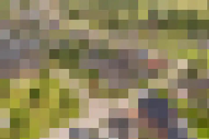 Hagebeam 5 Sweagerbosk thumbnail 14