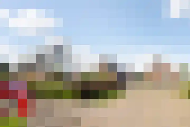 Hagebeam 5 Sweagerbosk thumbnail 19