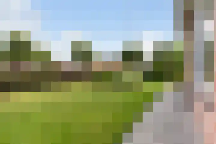 Hagebeam 5 Sweagerbosk thumbnail 25