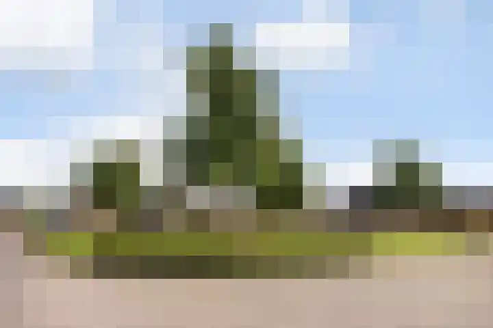 Hagebeam 5 Sweagerbosk thumbnail 29