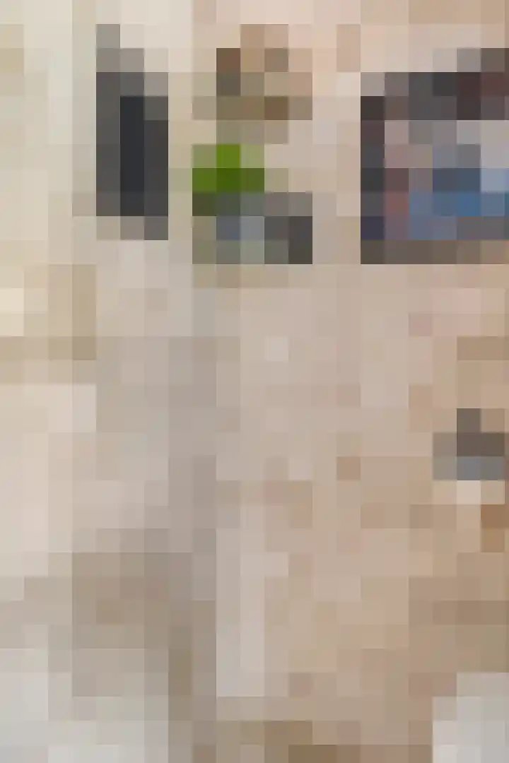 Hagebeam 5 Sweagerbosk thumbnail 35