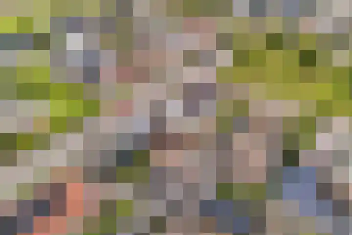 Hagebeam 5 Sweagerbosk thumbnail 6
