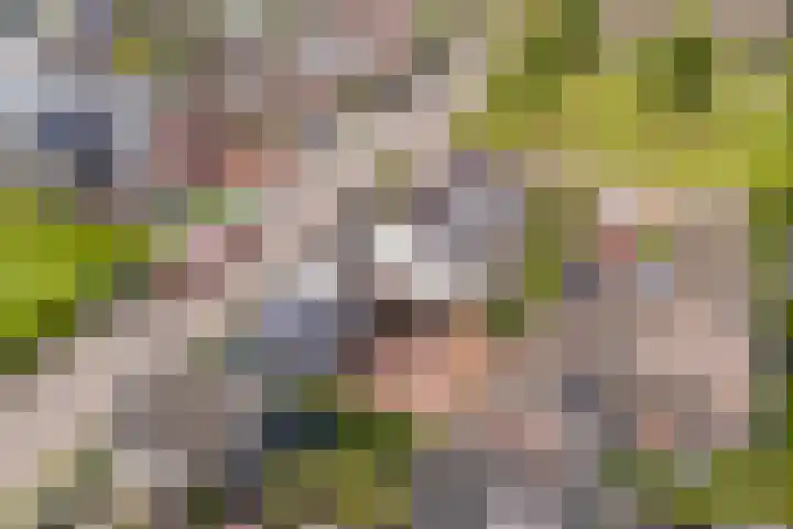 Hagebeam 5 Sweagerbosk thumbnail 7