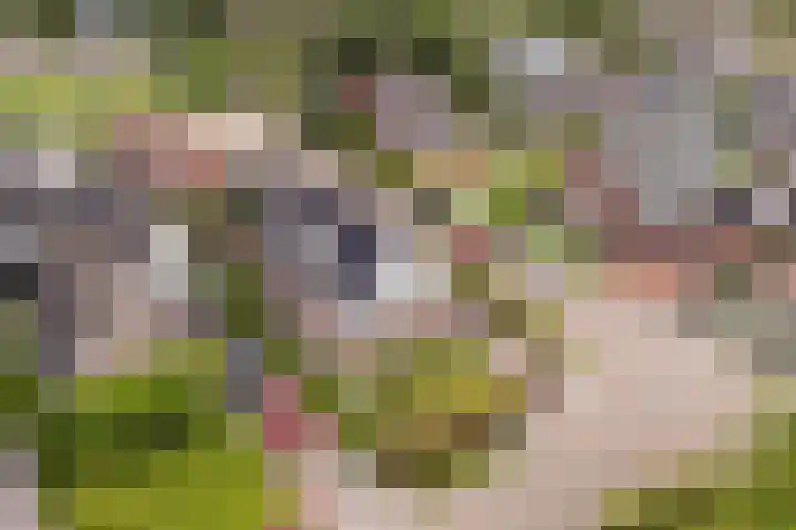 Hagebeam 5 Sweagerbosk thumbnail 8