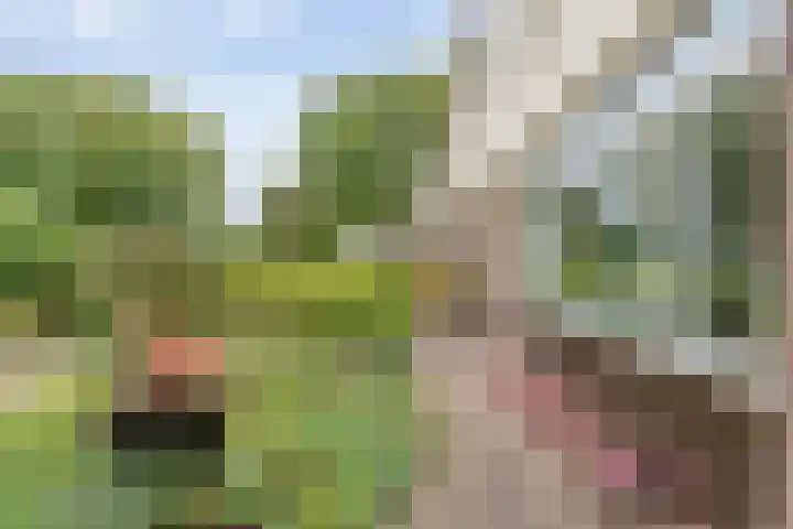 Hagedoorn 14 Emmen thumbnail 7