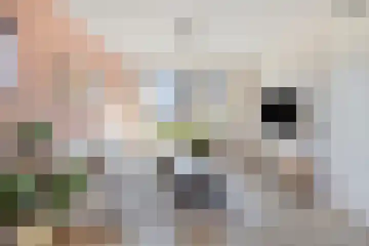 Hageheld 20 Someren thumbnail 9