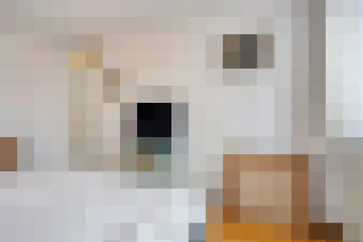 Hagelkruisweg 49 Sint Odiliënberg thumbnail 18