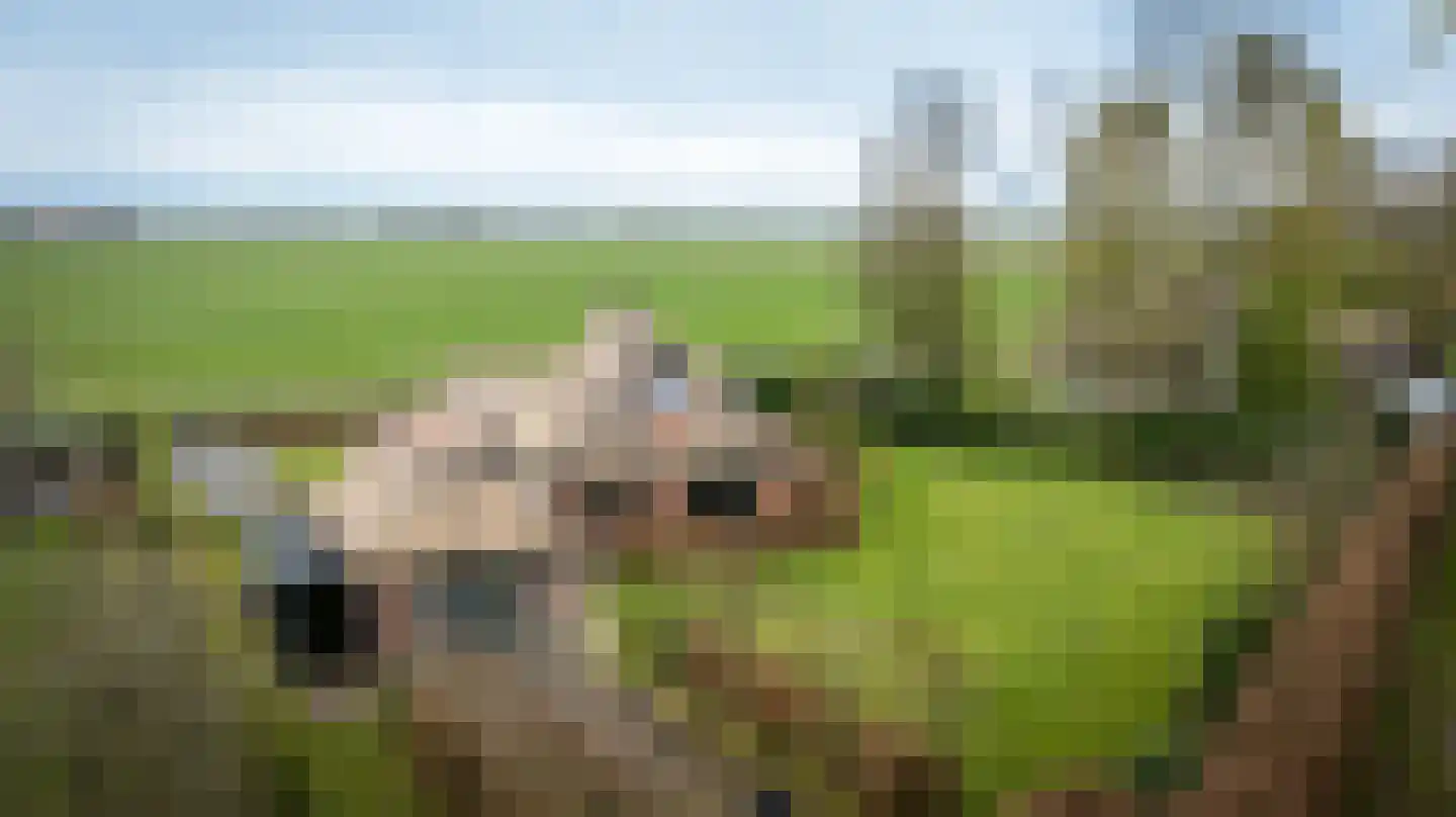 Hagenbroekweg 6 Ossenzijl thumbnail 57