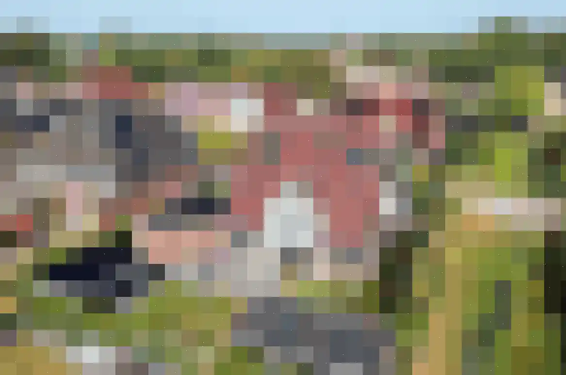 Hagerank 9 Wijnjewoude foto 2