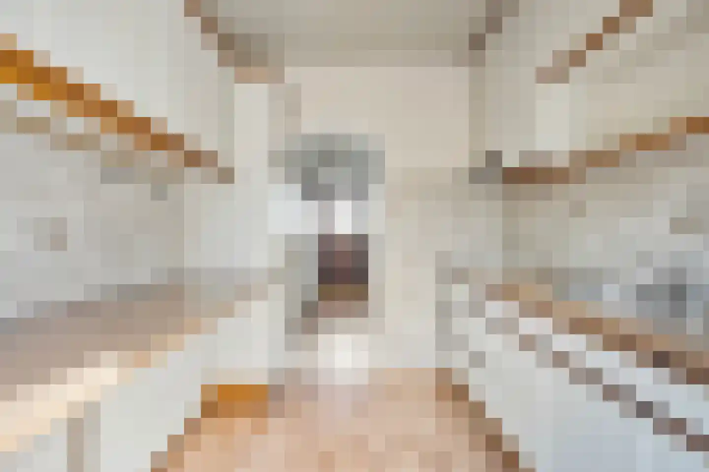 Hakebos 3 Koedijk thumbnail 15