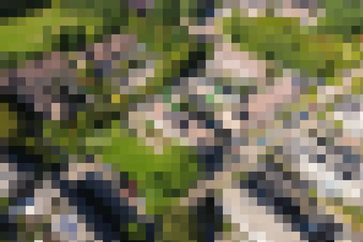 Hakebos 3 Koedijk thumbnail 4