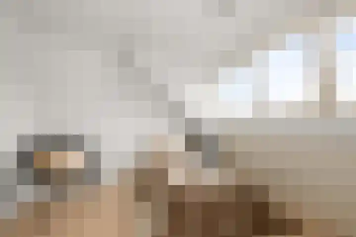 Hakebos 5 Koedijk thumbnail 30