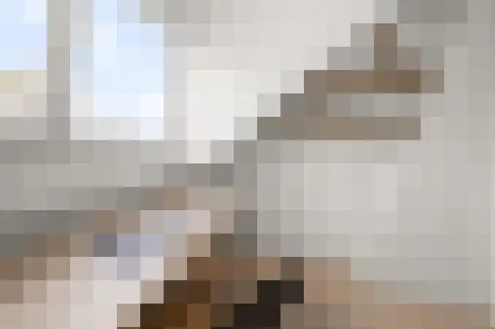 Hakebos 5 Koedijk thumbnail 34