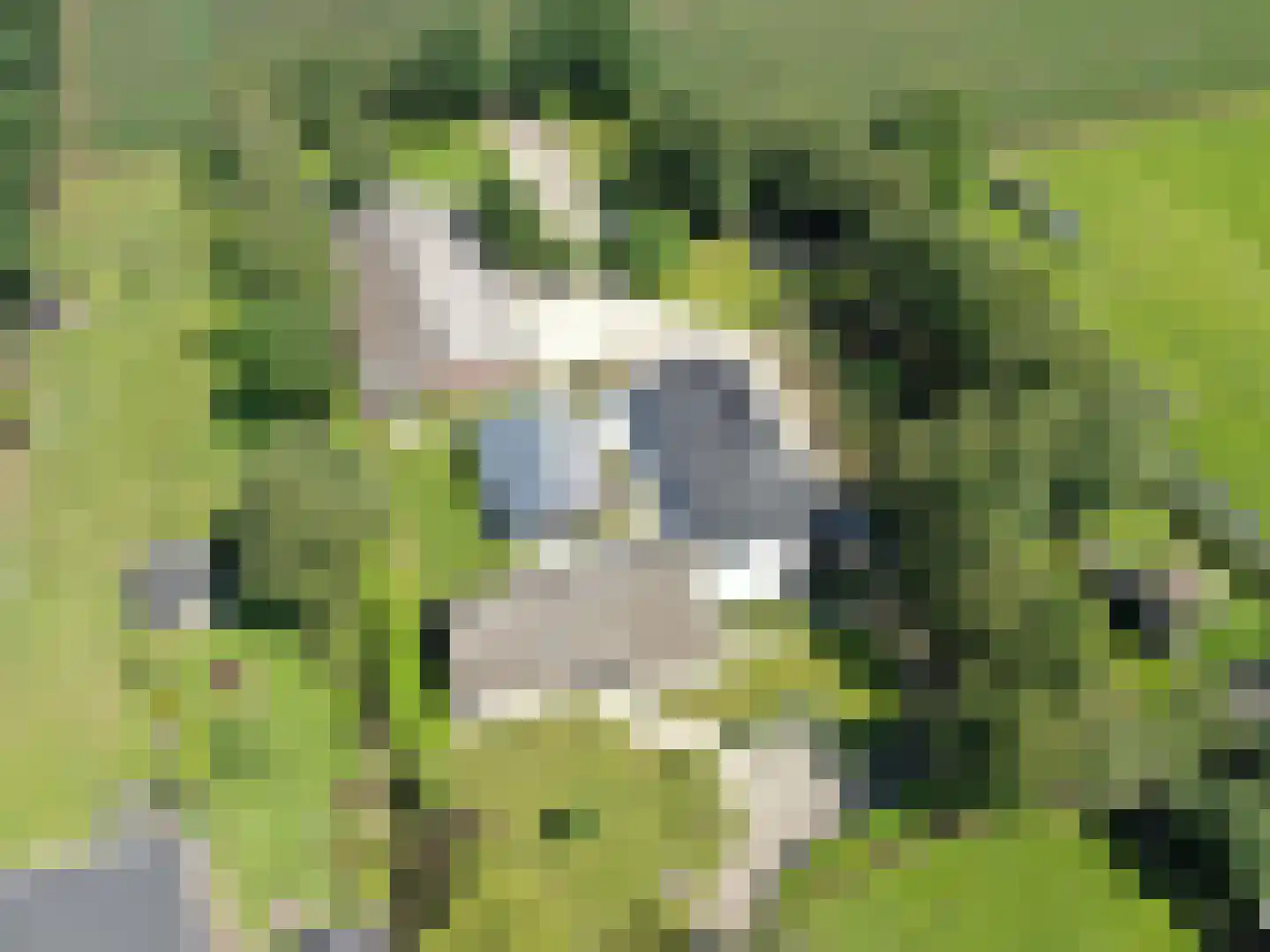 Hakenbosch 3 Dalerveen thumbnail 73