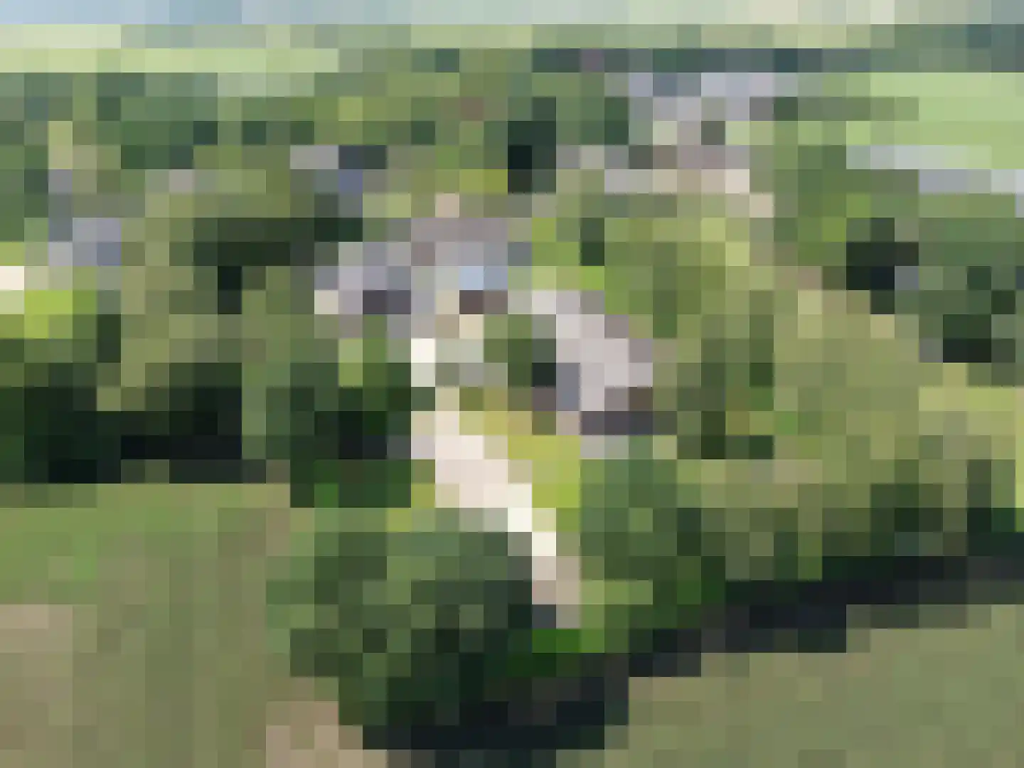 Hakenbosch 3 Dalerveen thumbnail 74