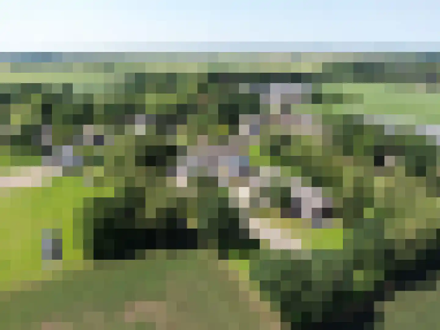 Hakenbosch 3 Dalerveen thumbnail 78