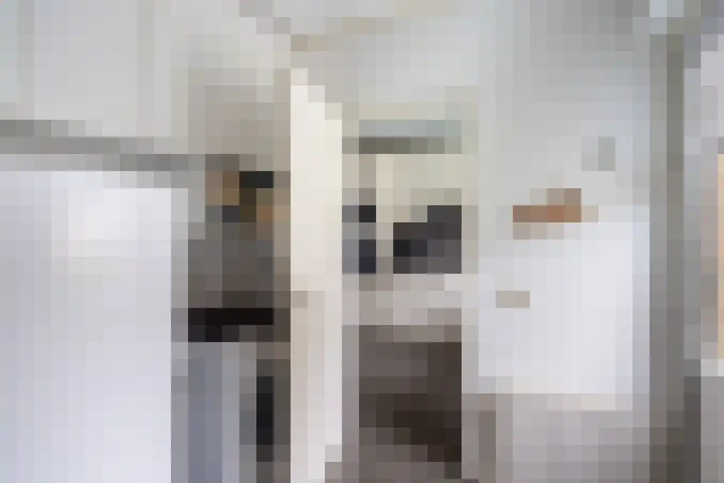 Hakschaer 20 Putten thumbnail 28