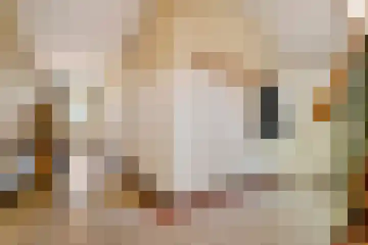 Hal 29 Esch thumbnail 15