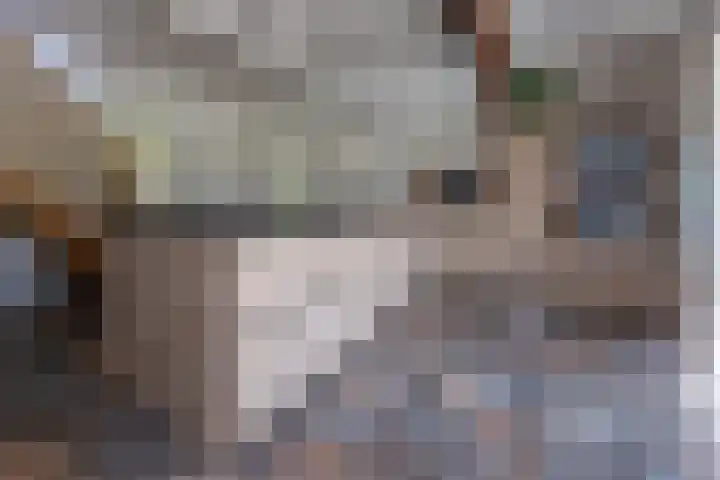 Halbe Wiersemaweg 12 Niebert thumbnail 20