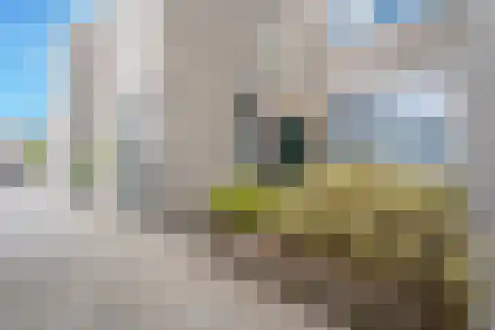 Hallant 13 Hoogvliet Rotterdam thumbnail 10