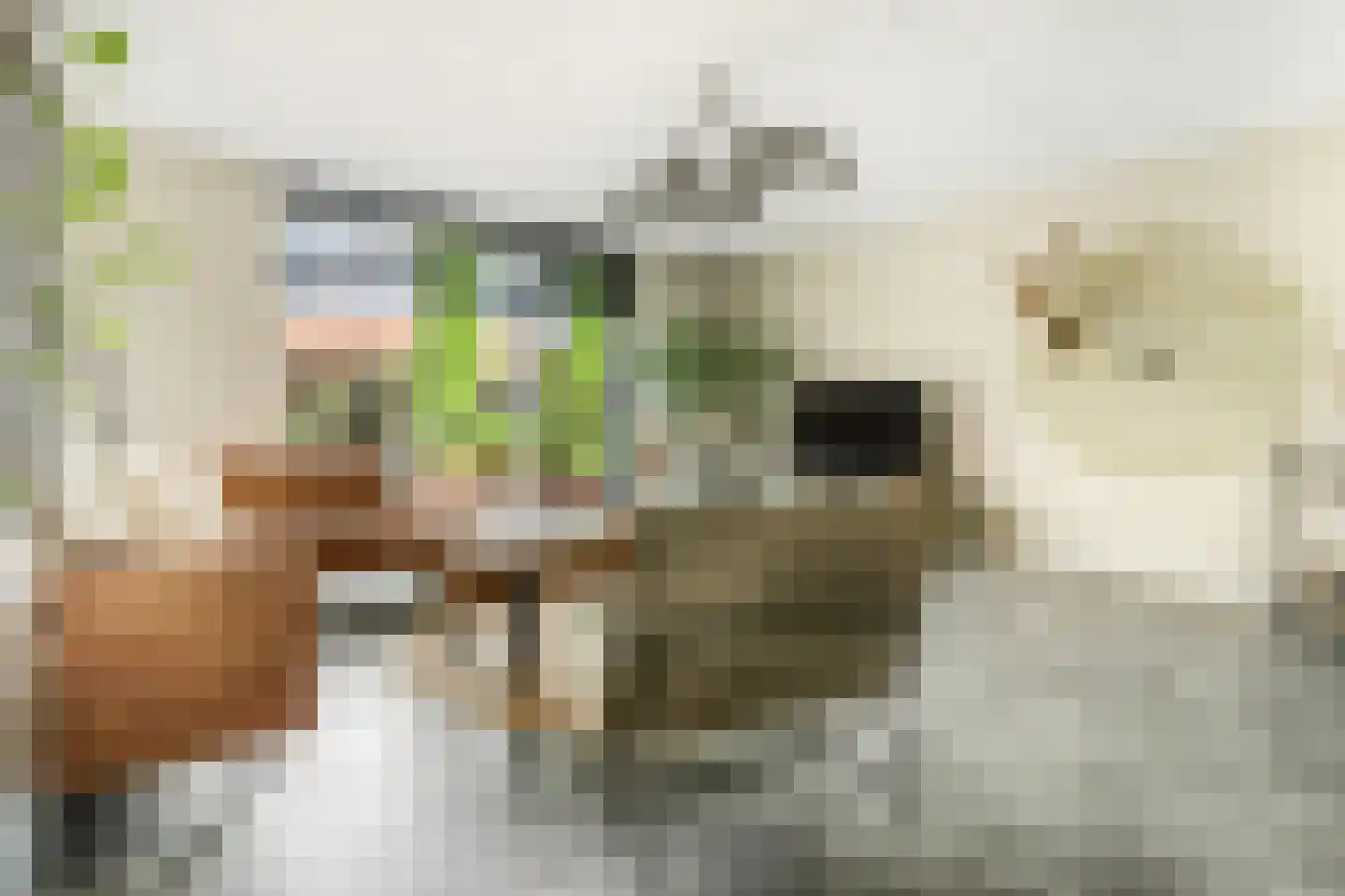 Hallehuis 34 Voorthuizen thumbnail 7