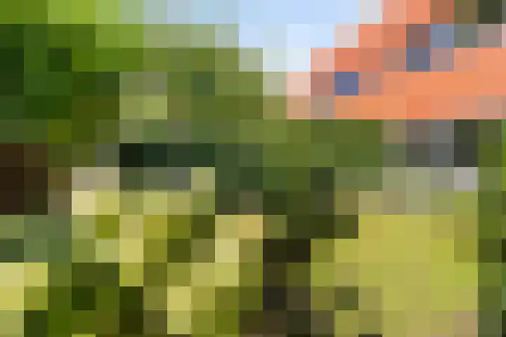 Halligen 4 Zaandam thumbnail 5