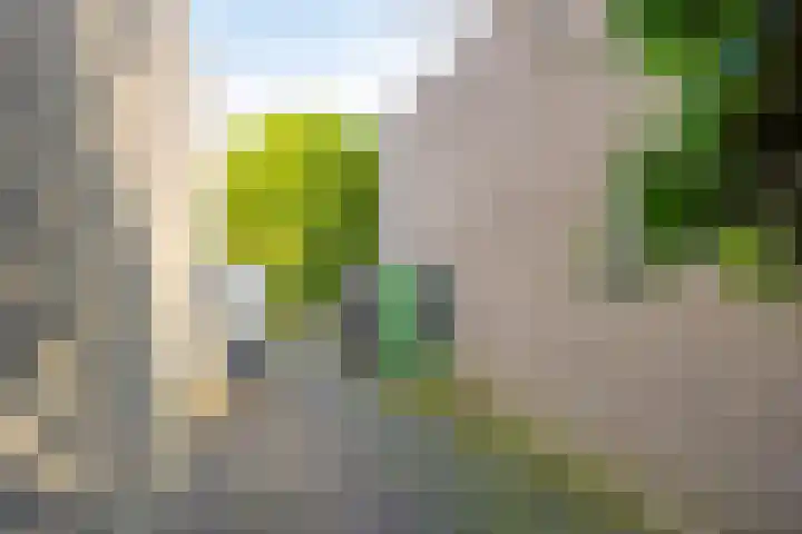 Halligen 4 Zaandam thumbnail 67