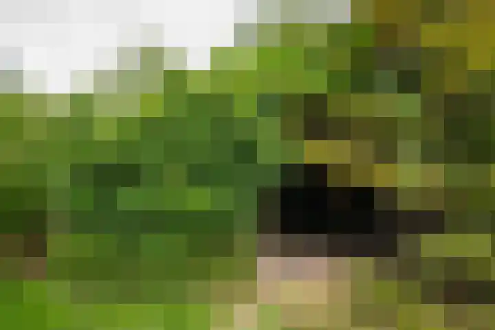 Halseweg 21 Doetinchem thumbnail 16