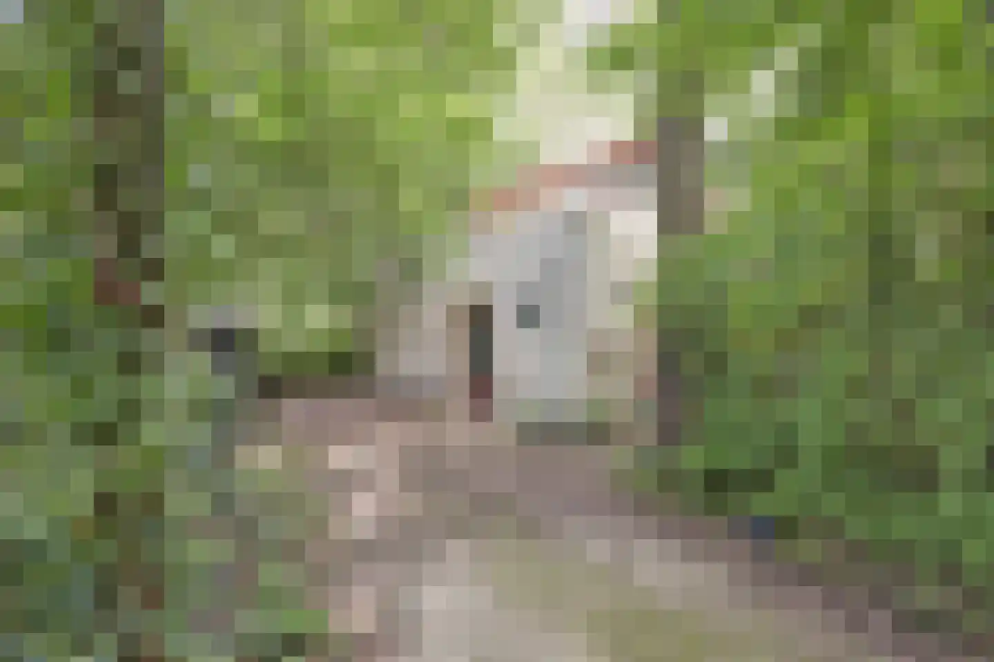 Halseweg 54 10 Halle thumbnail 35