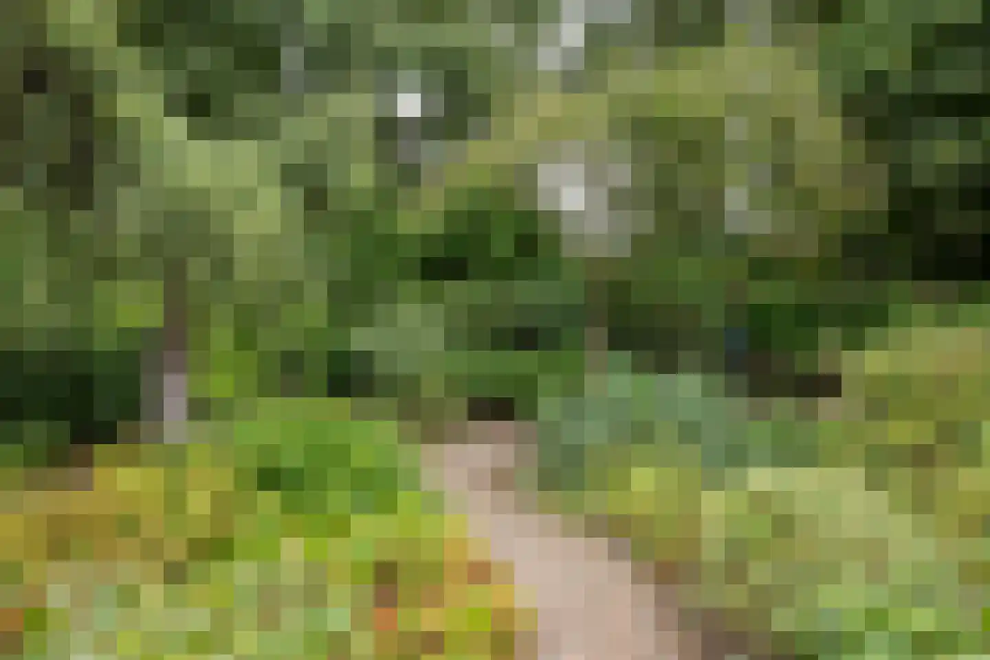 Halsjuk 25 Sommelsdijk thumbnail 32