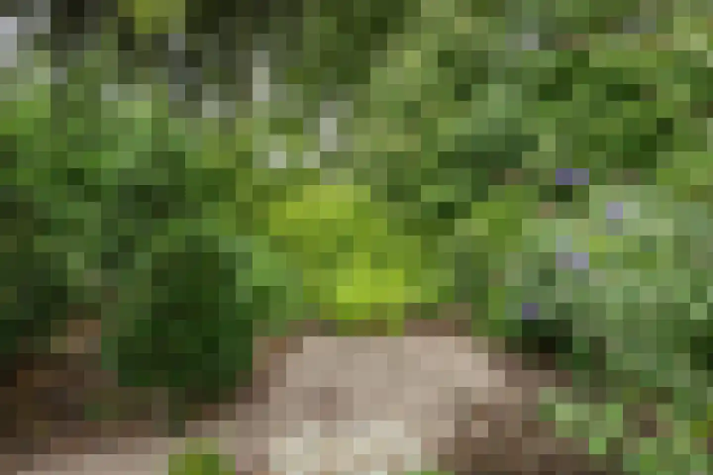 Halsjuk 25 Sommelsdijk thumbnail 33