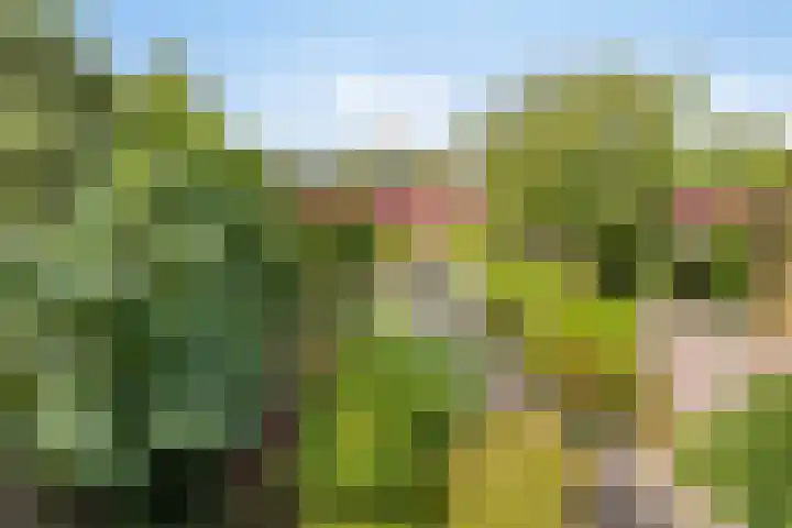 Halsterseweg 200 Bergen op Zoom thumbnail 40