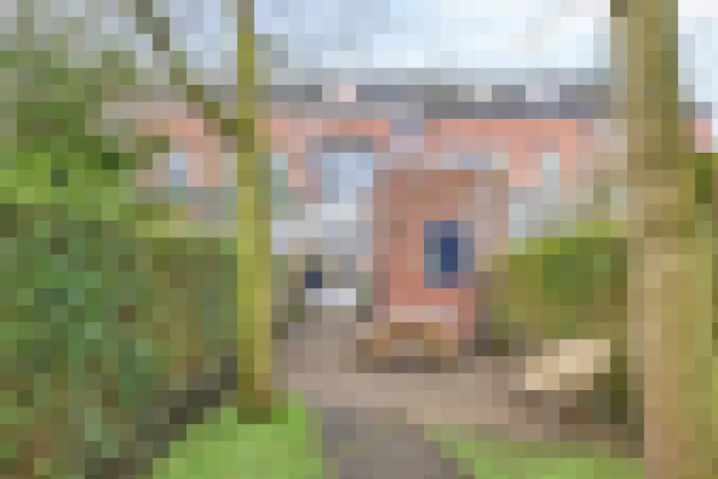 Halsterseweg 247 Bergen op Zoom thumbnail 49
