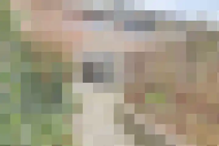 Halve Morgen 119 Westervoort thumbnail 48