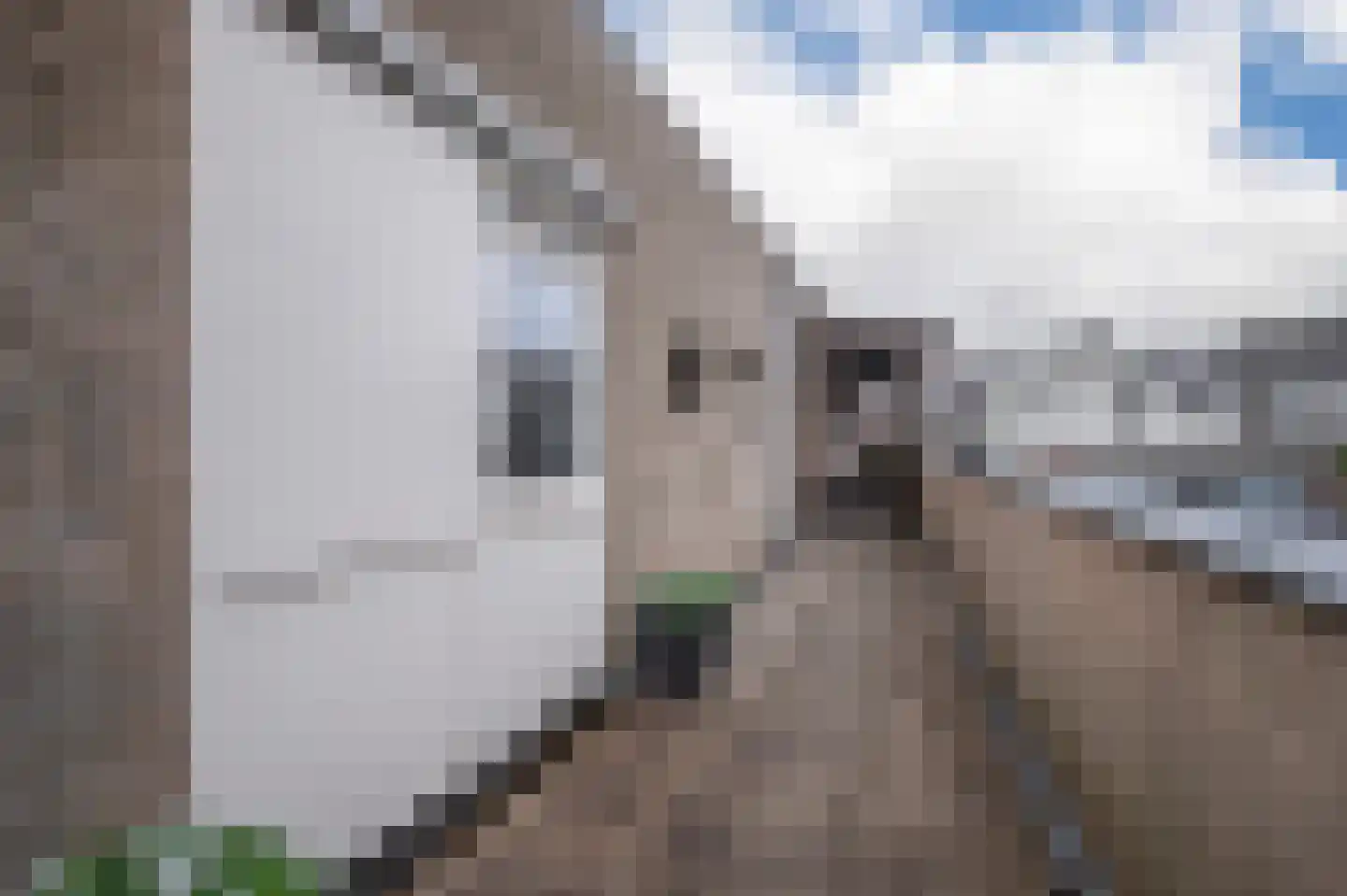 Halve Morgen 5 a Elst thumbnail 9