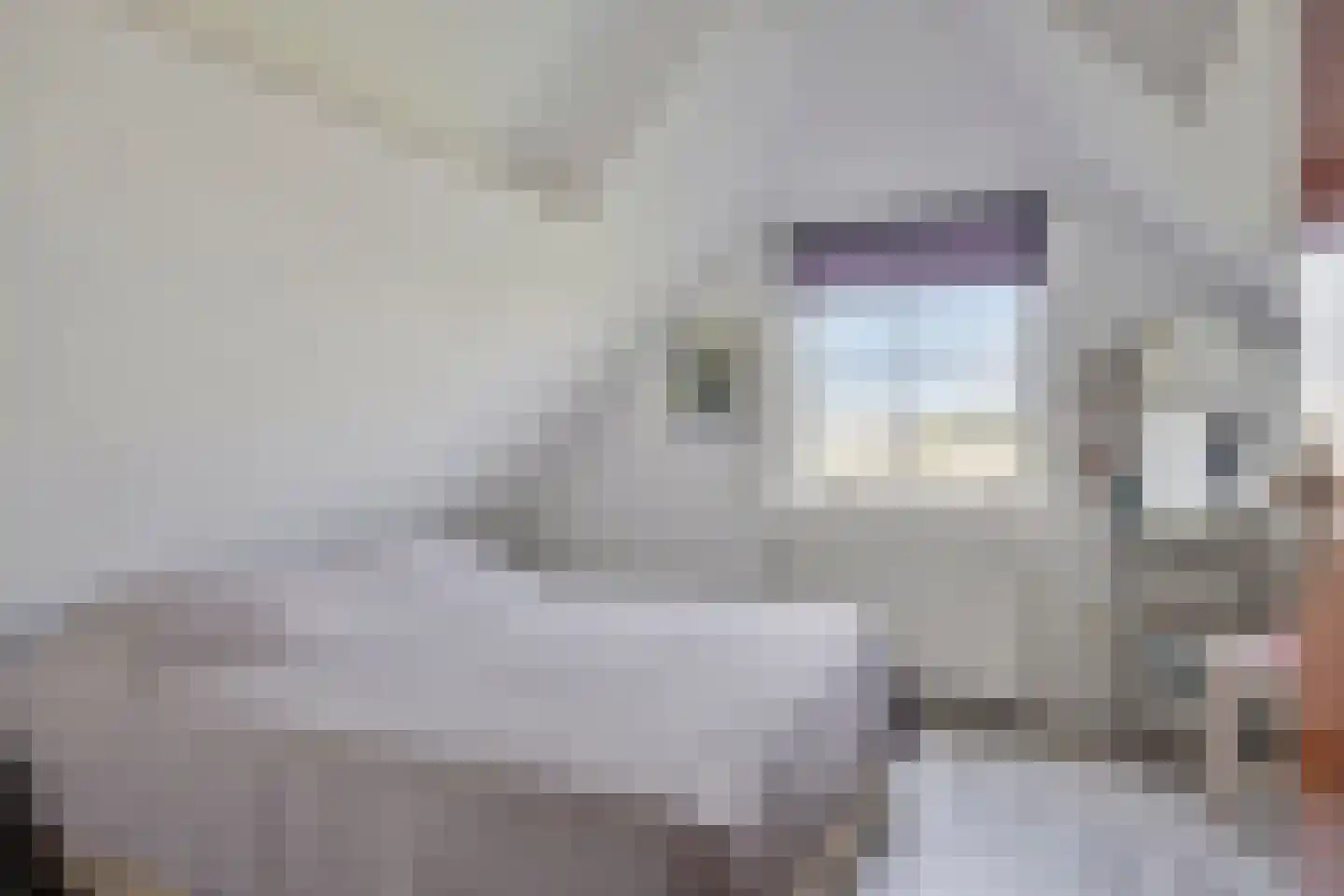 Halve Raak 61 Boskoop thumbnail 37