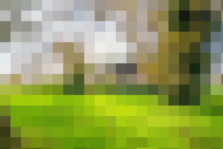 Halve Raak 97 Boskoop thumbnail 59