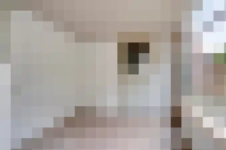 Halvemaanstraat 76 Eindhoven thumbnail 17