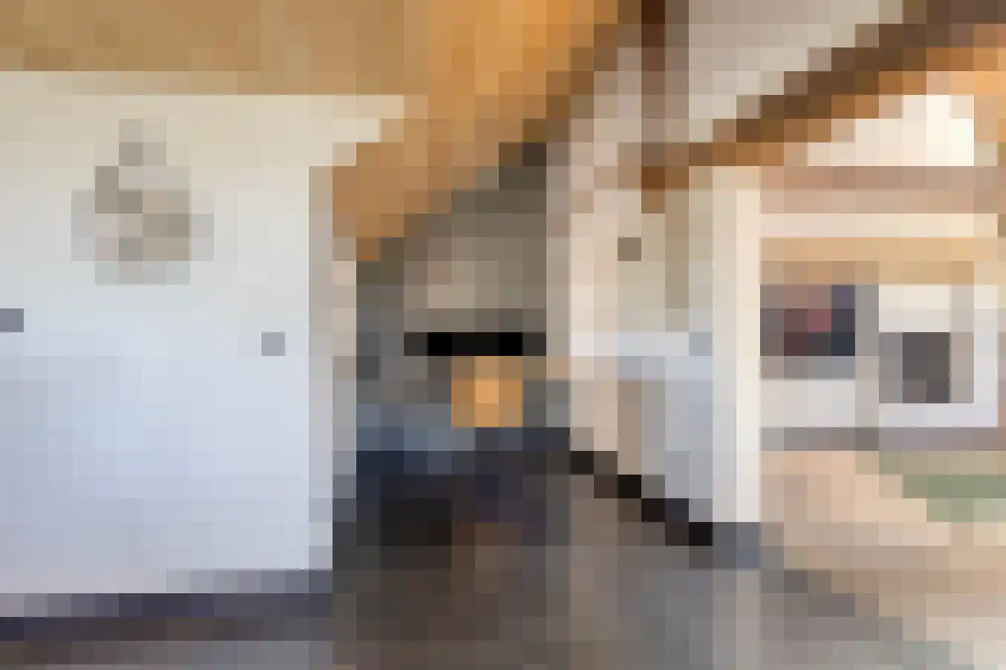 Ham 12 Veghel thumbnail 25