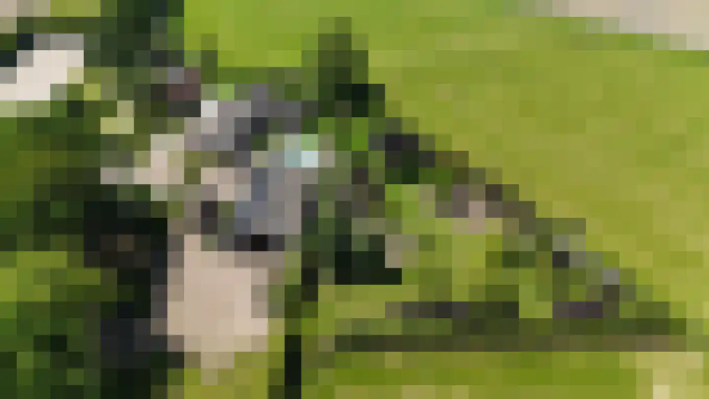 Ham 12 Veghel thumbnail 74