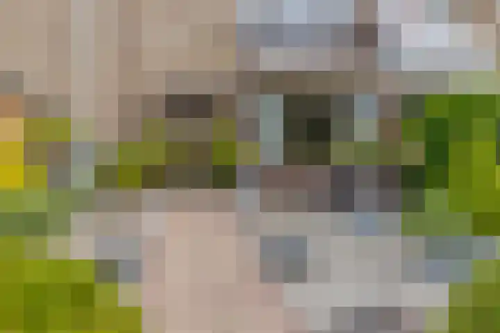 Hamarpad 6 Capelle aan den IJssel thumbnail 6