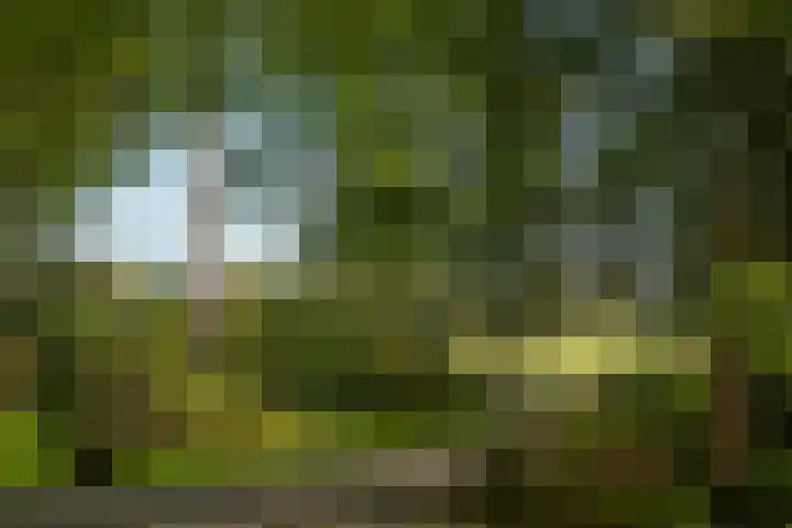 Hambree 10 Haaksbergen thumbnail 13
