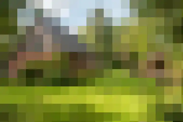 Hambree 10 Haaksbergen thumbnail 16
